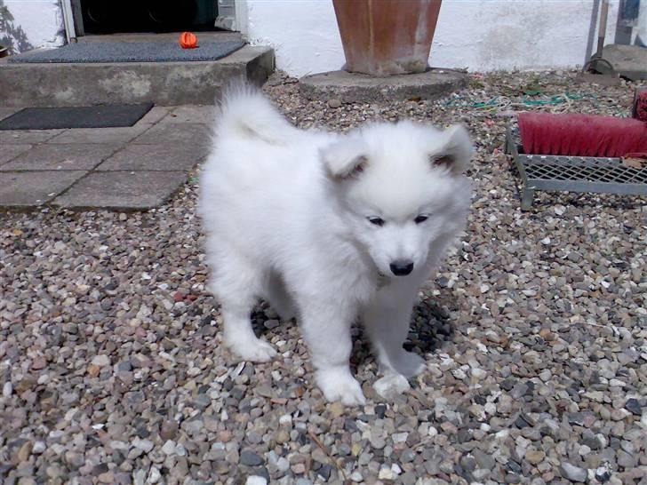 Blanding af racer Figo - Velkommen billede 1