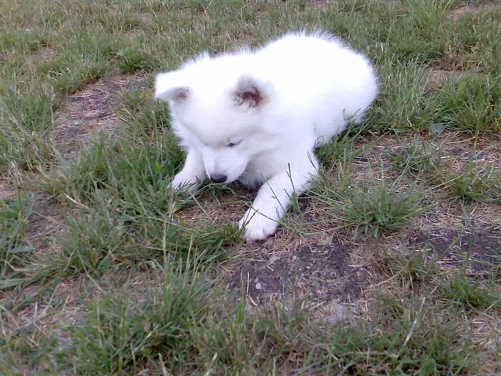 Blanding af racer Figo - :-) billede 2