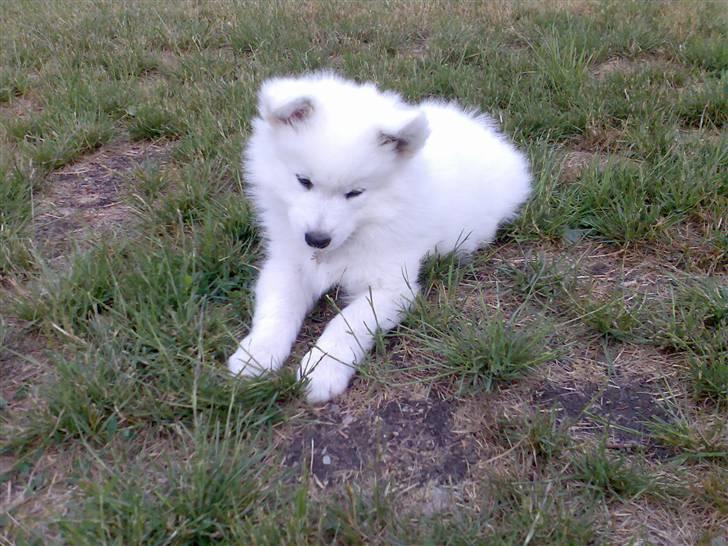 Blanding af racer Figo - Sød ik? billede 3