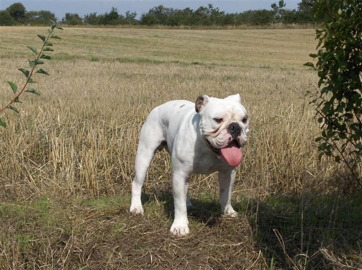 Engelsk bulldog Victor billede 15