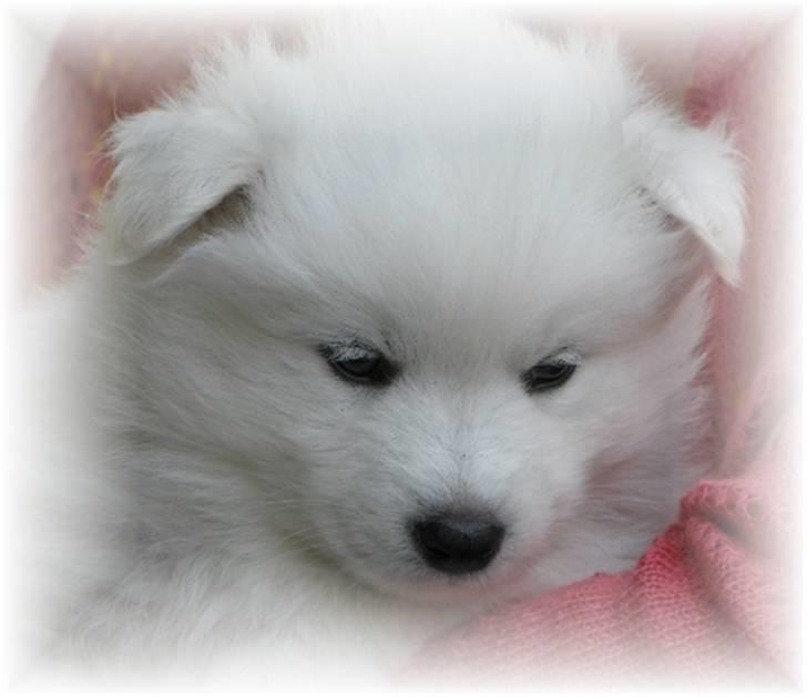 Blanding af racer Figo billede 4