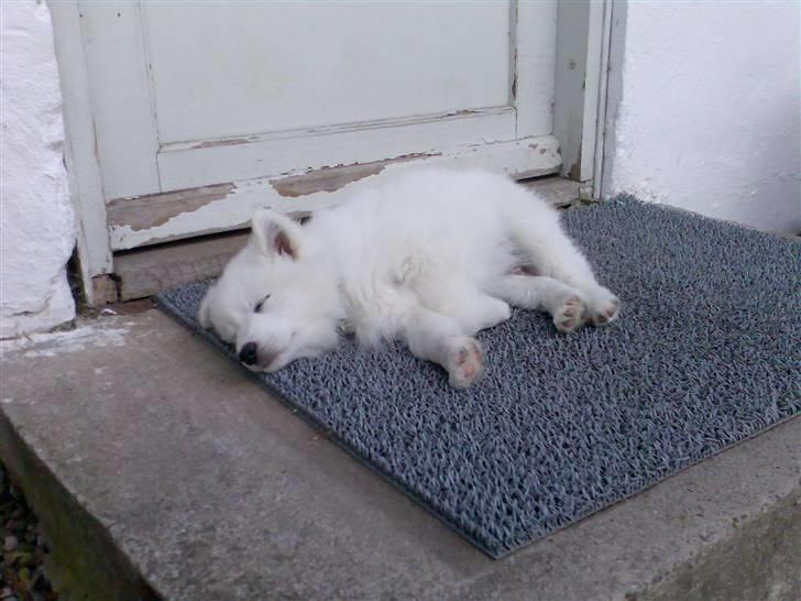 Blanding af racer Figo - Her vogter jeg??? billede 5