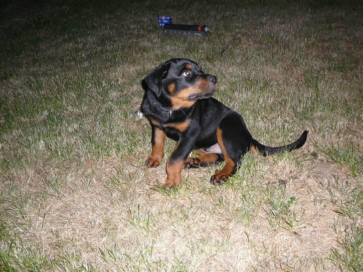 Rottweiler house of chaiyos basse    *RIP 2009* - Jeg har altså lige "gjordt" billede 17