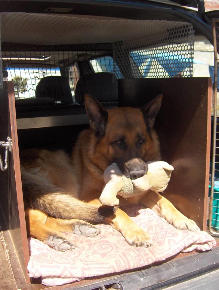 Schæferhund karats Diesel - der er ikke noget som at ta`en god ven med på køreturen billede 17