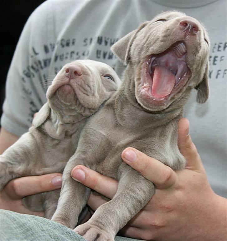 Weimaraner HOT SHOOT`S JUBII HD A - himmelhund - Yeeehaaarrrr billede 8