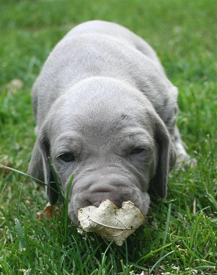 Weimaraner HOT SHOOT`S JUBII HD A - himmelhund billede 9
