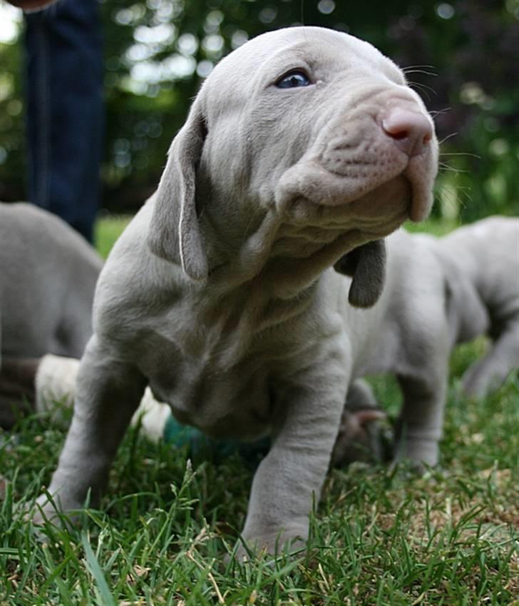Weimaraner HOT SHOOT`S JUBII HD A - himmelhund - Man har vel romertud :o) billede 10