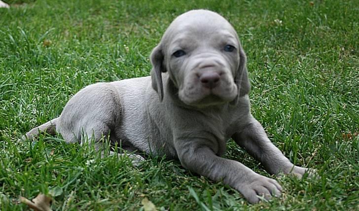 Weimaraner HOT SHOOT`S JUBII HD A - himmelhund - Ja nu ligner jeg næsten en hund billede 11