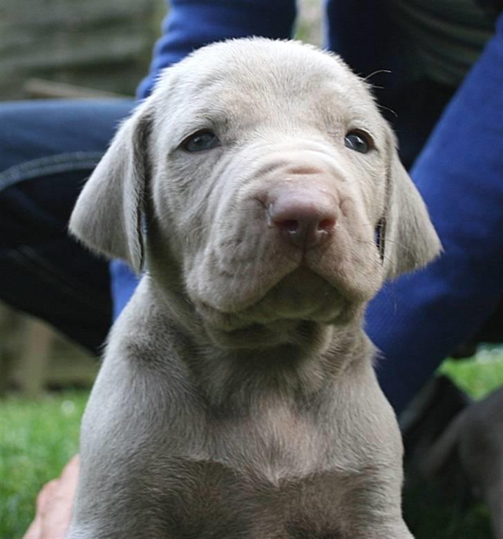 Weimaraner HOT SHOOT`S JUBII HD A - himmelhund - Og? billede 12