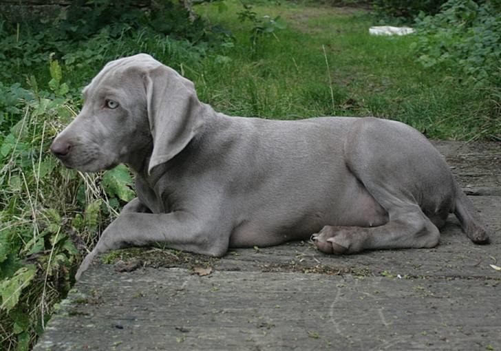 Weimaraner HOT SHOOT`S JUBII HD A - himmelhund - Jubii vogter på broen billede 13