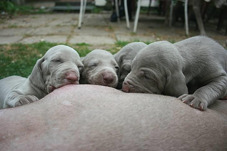 Weimaraner HOT SHOOT`S JUBII HD A - himmelhund - Mælkebaren har åben billede 14
