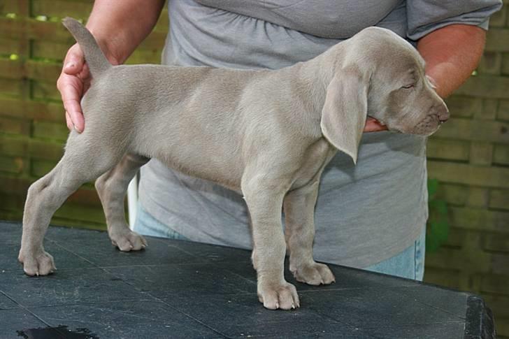 Weimaraner HOT SHOOT`S JUBII HD A - himmelhund - 6 uger - Jubii  billede 15
