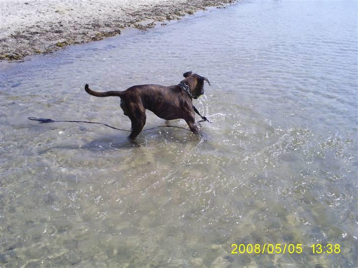 Boxer Kenzo - her er kenzo ude og lege med boldt i vandet lidt over et år gammel billede 15