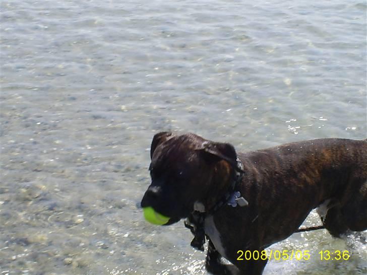 Boxer Kenzo - her har han haft hele snuden under vand for at få fat på bolden billede 16