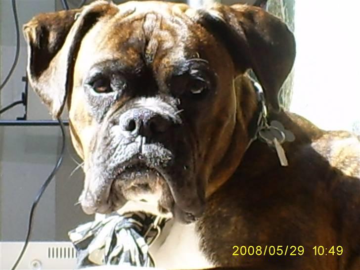 Boxer Kenzo - en godt billede hvor han ser vaks ud billede 17