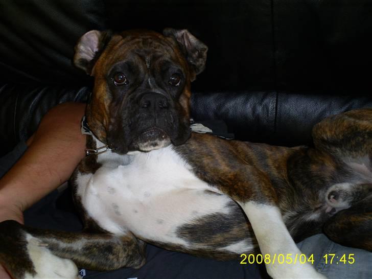 Boxer Kenzo - her ligger han sammen med far oppe på sofaen og slapper af, han ´nyder det rigtig billede 18