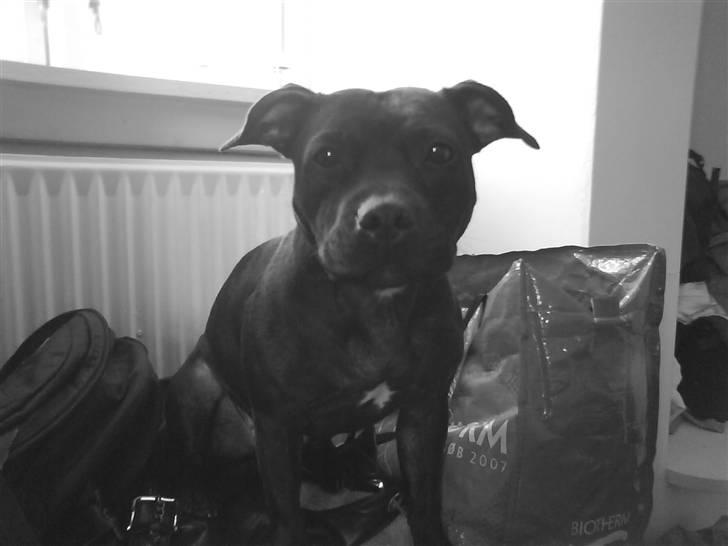 Staffordshire bull terrier Freja - <3 billede 3