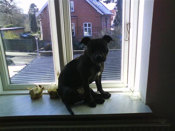 Staffordshire bull terrier Freja - sidder lige oppe i vinduet og slapper a på numsen hehe  billede 4