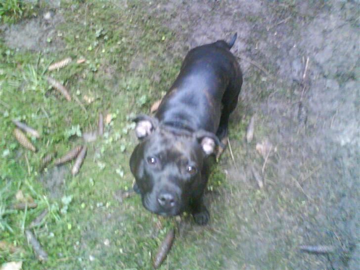 Staffordshire bull terrier Freja - Hej mor og far ihh d så hyggeligt a værei skoven :D billede 5