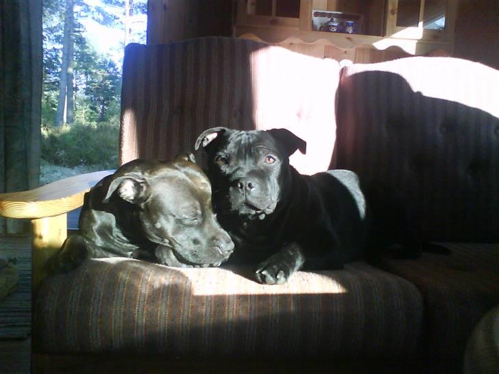 Staffordshire bull terrier Freja - Mig og Lauritz ligger og slapper af i sommerhuset i norge Mhh billede 6