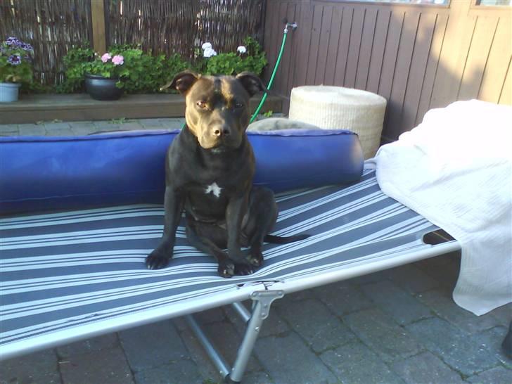 Staffordshire bull terrier Freja - der stod lige en liggestol hjemme hos "farmor og farfar" den snupper jeg  billede 7