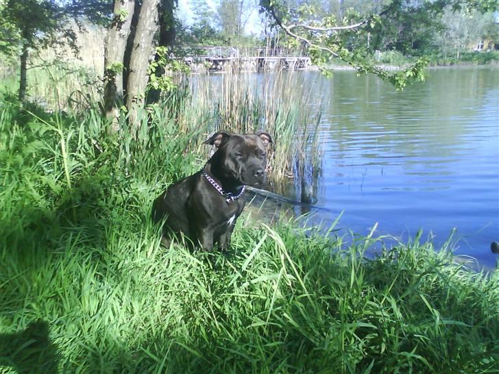 Staffordshire bull terrier Freja - vi er på Christiania og nyder den dejlige sol  billede 8