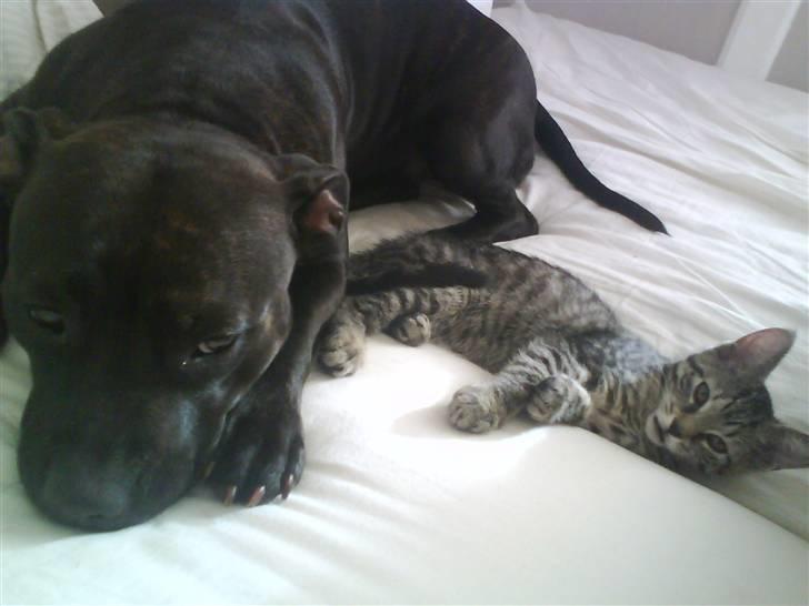 Staffordshire bull terrier Freja - Det er så mig og min nye lillesøster! vi har lejet så meget at vi er blevet helt trætte <3 billede 9