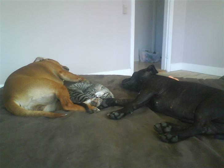 Staffordshire bull terrier Freja - (jackie lejekammerat) (Fiona lilsøs) & (Freja) faldet i søvn i stuen hehe billede 10