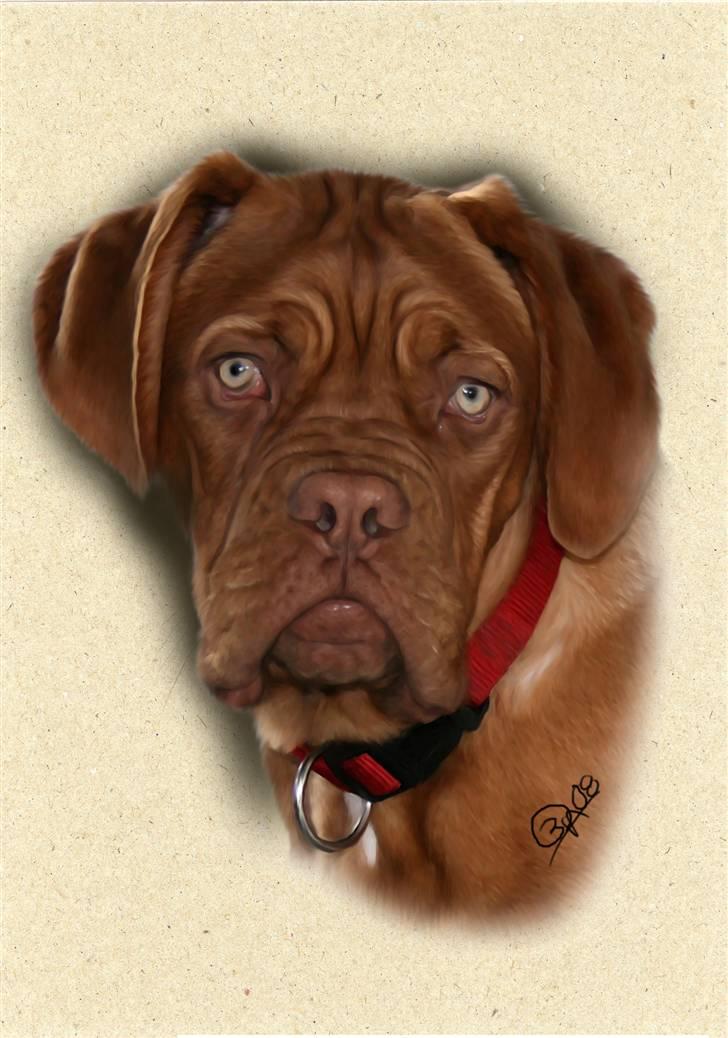Dogue de bordeaux Chiba R.I.P. - Så fik vi en super flot tegning lavet af Betina J billede 11