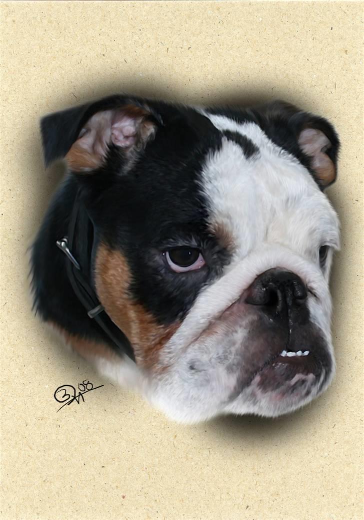 Engelsk bulldog Qupios Suprice Mille - Mille fik også et af Betina J´ super flotte tegninger.. billede 10