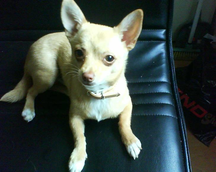 Chihuahua Gucci billede 1