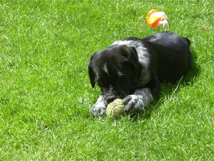 Blanding af racer Konrad billede 6