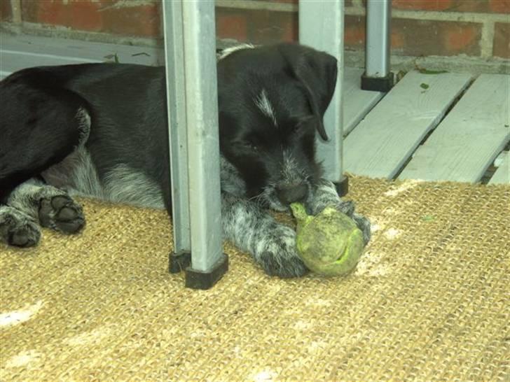 Blanding af racer Konrad - Flænse, flænse billede 7