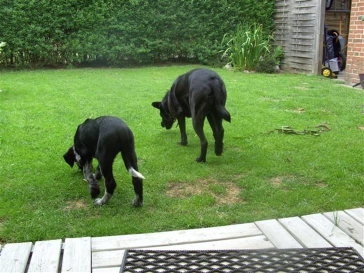 Blanding af racer Konrad billede 9