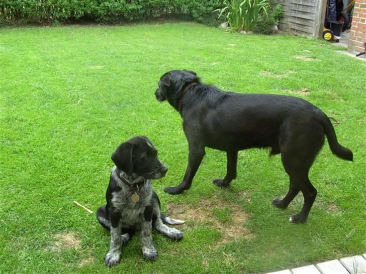 Blanding af racer Konrad billede 10