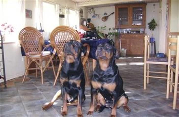 Rottweiler Kayla † - Far og mor billede 4