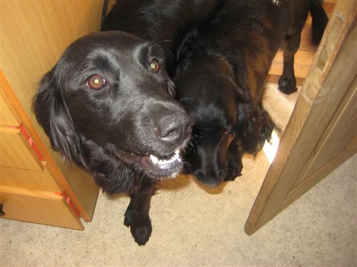 Blanding af racer Nala - Vi har hørt at i har mad her.. Kan det passe?? billede 1