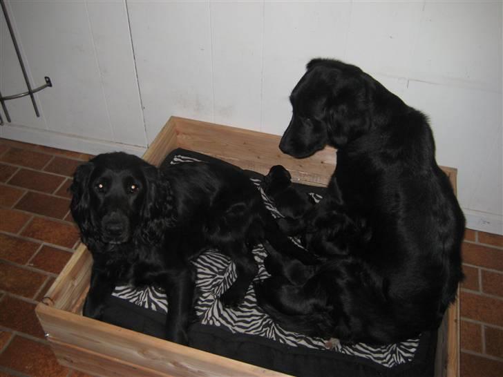 Blanding af racer Nala - mor, far og 6 hvalpe.. Det er tid til en ny kurv! billede 2