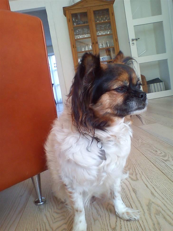 Blanding af racer Trille billede 1