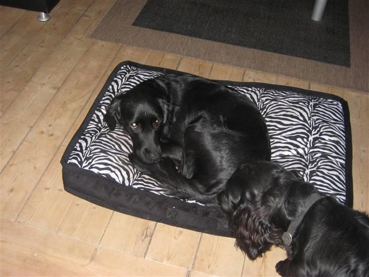 Blanding af racer Nala billede 3