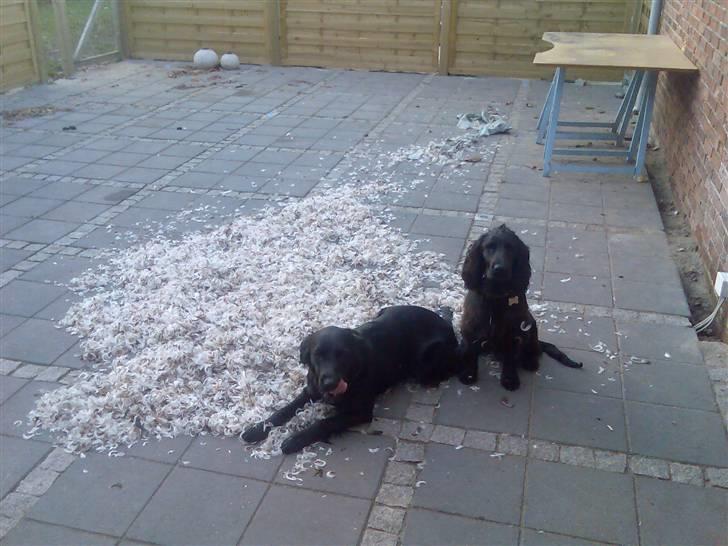 Blanding af racer Nala - Der var engang en pude....... billede 4