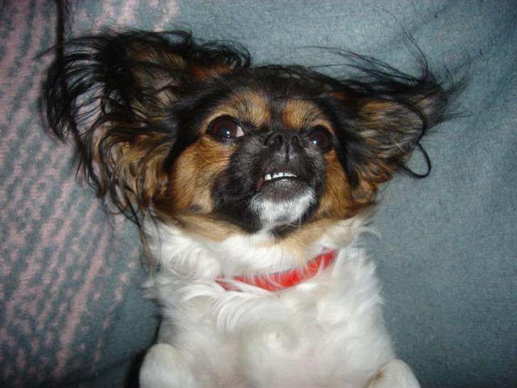 Blanding af racer Trille billede 3