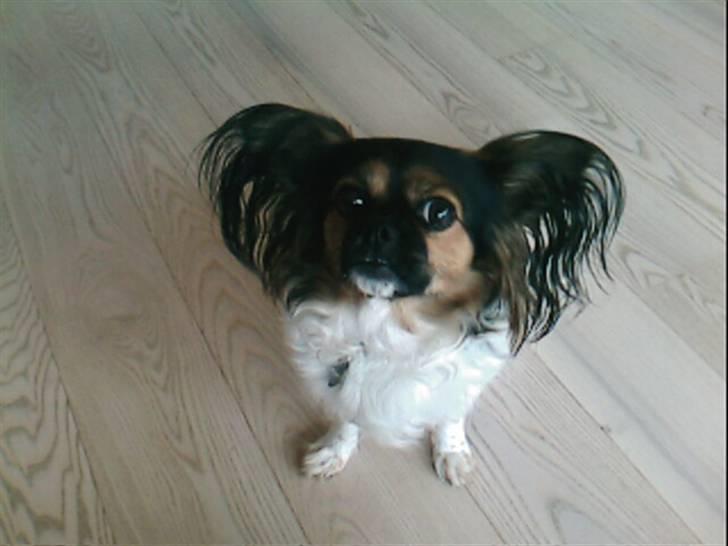 Blanding af racer Trille billede 5