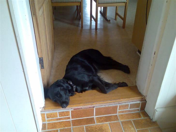 Blanding af racer Nala - Ja man bliver jo træt engang i mellem... billede 5