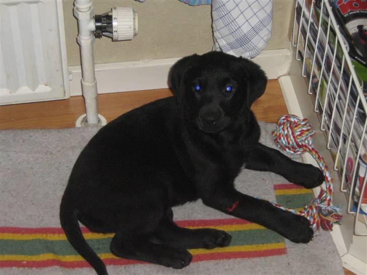 Labrador retriever Mille billede 1