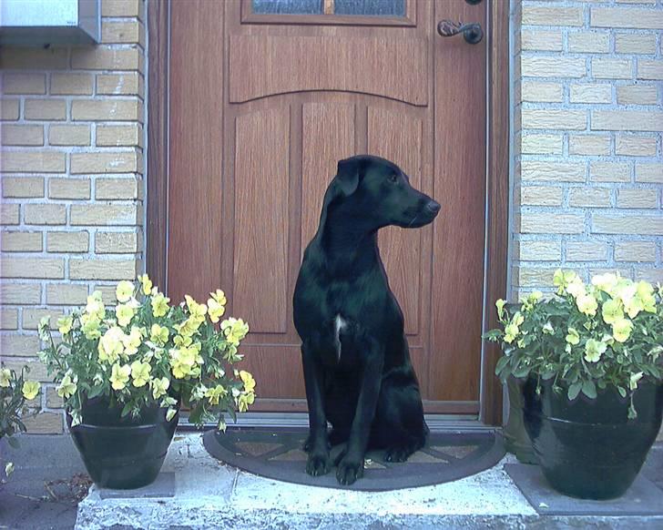 Labrador retriever Mille billede 2