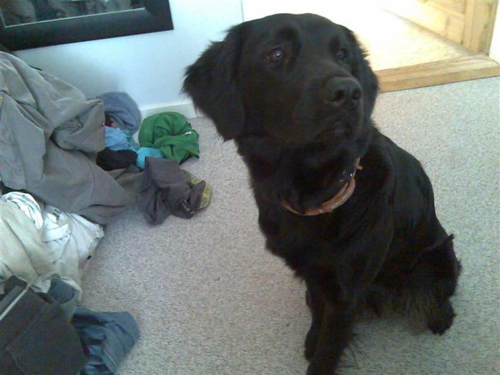 Blanding af racer Nala billede 6