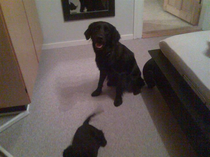 Blanding af racer Nala - Her er jeg med min nye lillebror.. billede 7