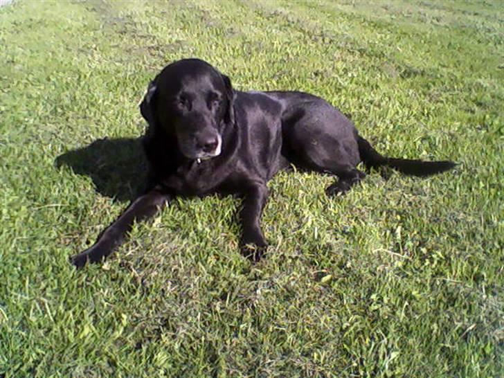 Labrador retriever Lady <3 - hygger sig på græsplænen d; billede 1