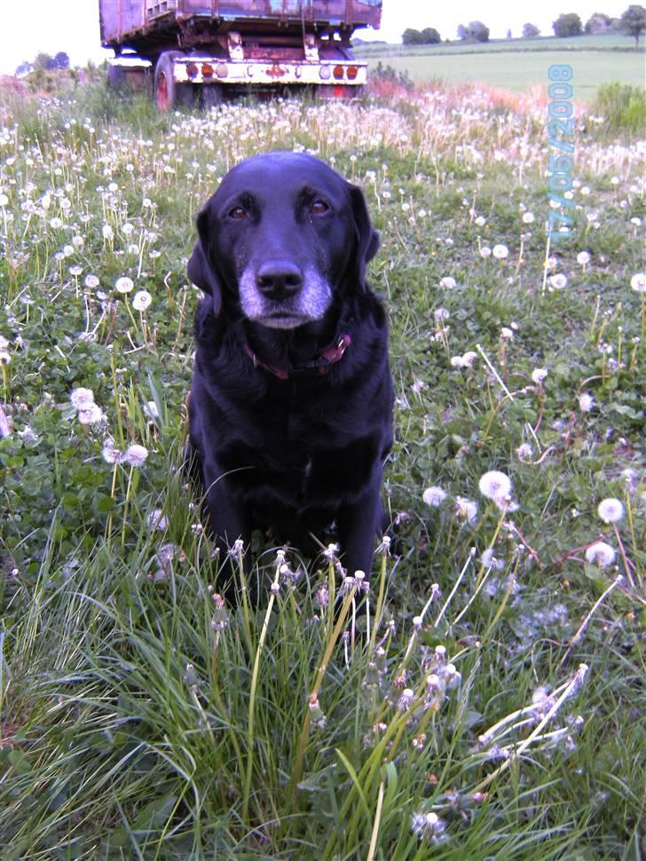 Labrador retriever Lady <3 - "se mine grå hår!" :P  billede 2